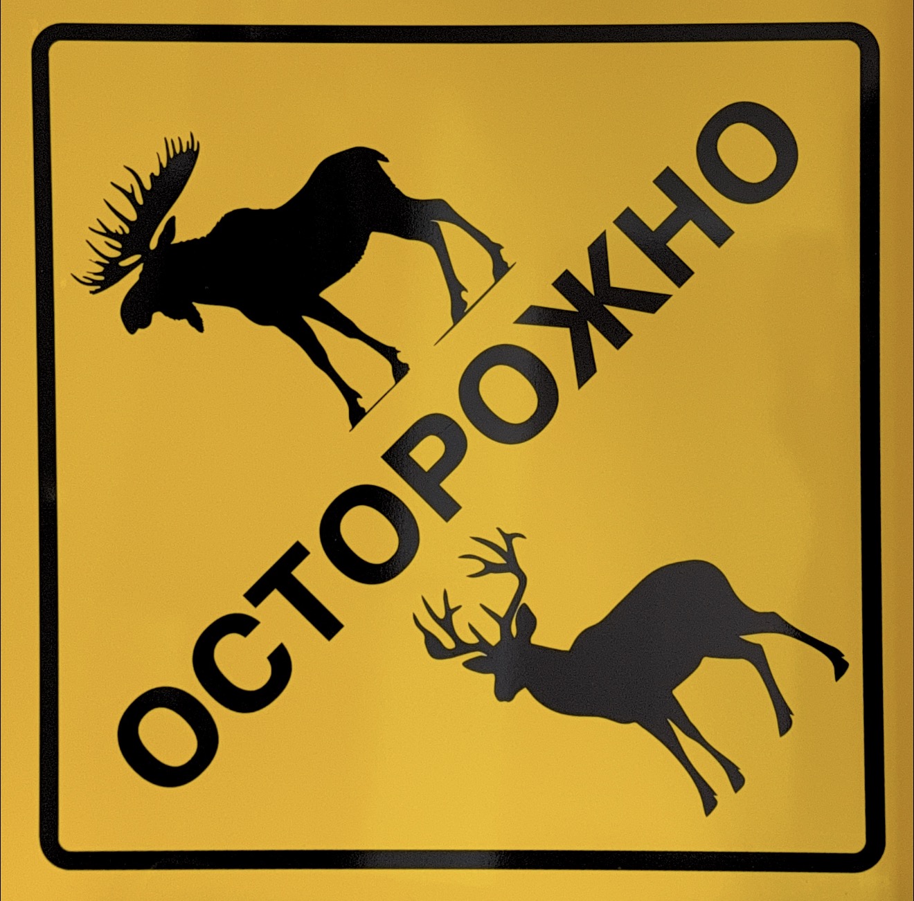 Как избежать ДТП с дикими животными