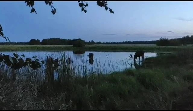 Лось — самый крупный представитель семейства оленевых