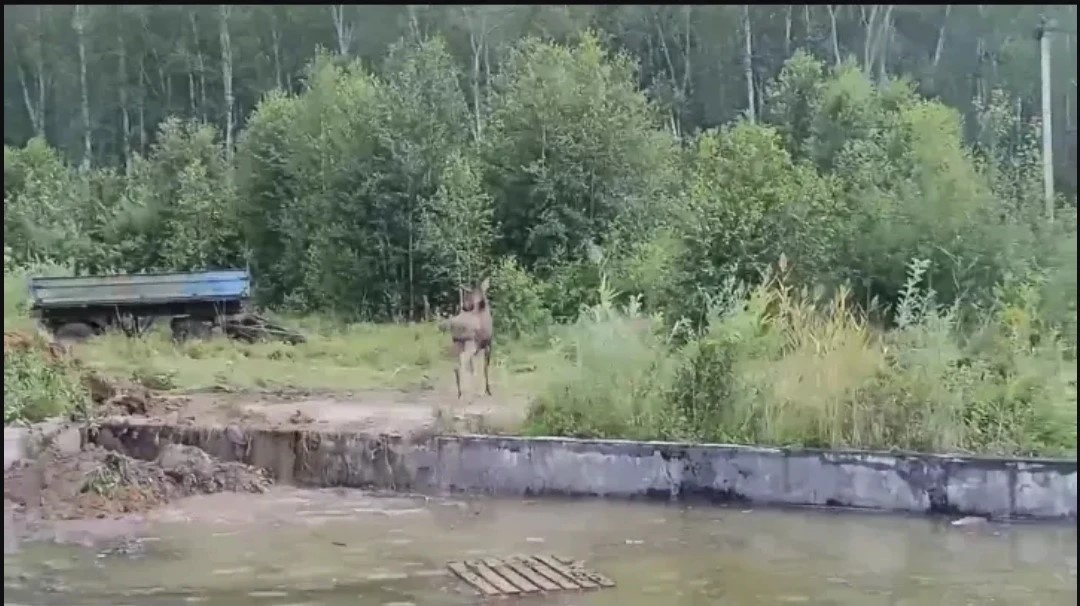 На страже природы и ее обитателей