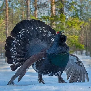 Окончен срок приема заявок 