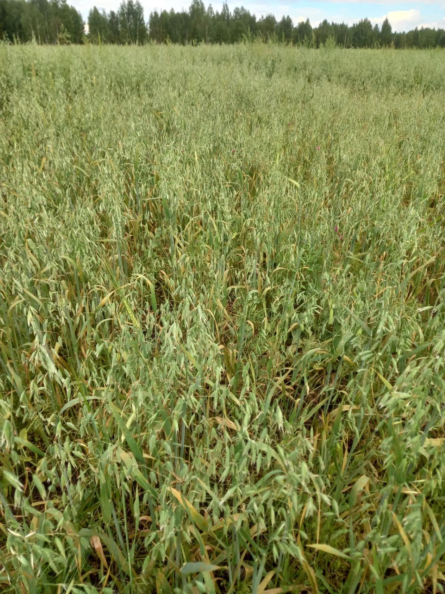 В Притобольном округе готовят кормовую базу для диких животных